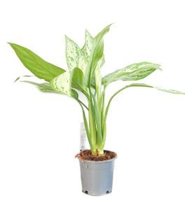 Aglonema Silver Queen
