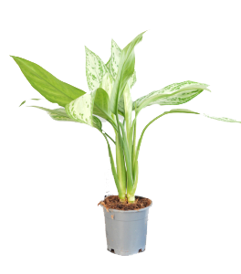 Aglonema Silver queen 2