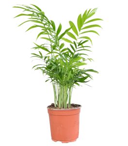 Brdska bambus palm