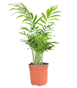 Brdska bambus palm 2