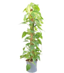 Epipremnum Mosstok