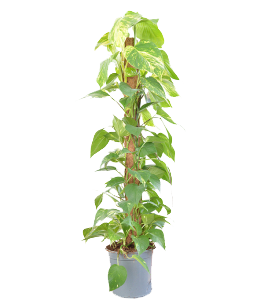 Epipremnum Mosstok 2