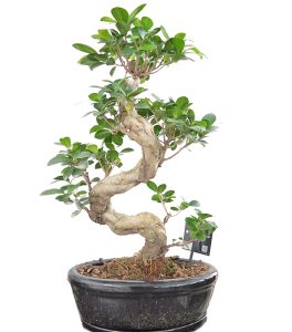 Fikus bonsai