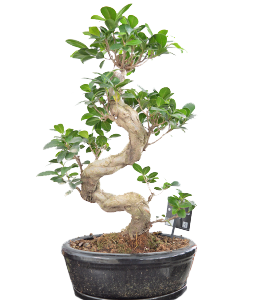 Fikus bonsai 2